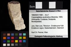 Foto (Objket + Etiketten) von Gastrodorus sp. 